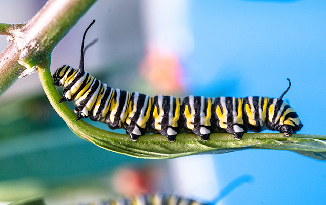 monarch caterpillar